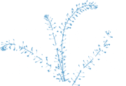 HiddenHollow_WhiteANDBlue